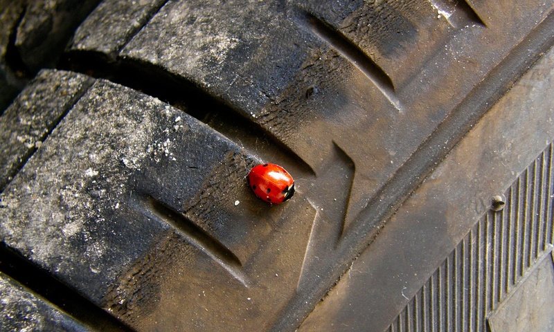 Обои жук, колесо, beetle, wheel разрешение 1920x1200 Загрузить