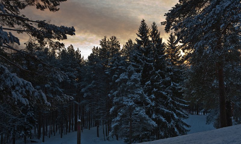 Обои деревья, лес, зима, trees, forest, winter разрешение 1920x1280 Загрузить