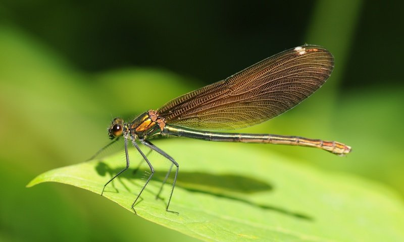 Обои зелёный, лист, насекомые, стрекоза, green, sheet, insects, dragonfly разрешение 4288x2848 Загрузить