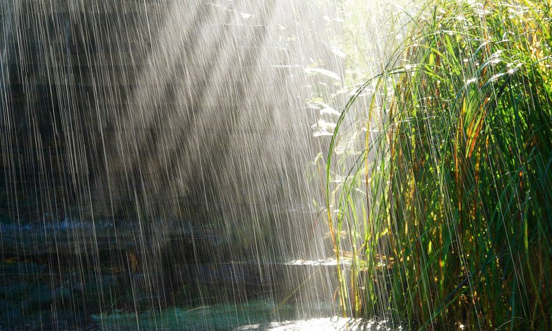 Обои трава, солнце, дождь, лужи, grass, the sun, rain, puddles разрешение 1920x1080 Загрузить