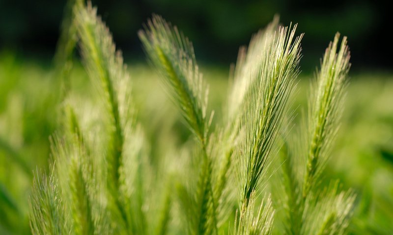 Обои трава, nature pictures, fields, природа, обои, макро, поле, зерна, колосья, пшеница, grass, nature, wallpaper, macro, field, grain, ears, wheat разрешение 2560x1600 Загрузить