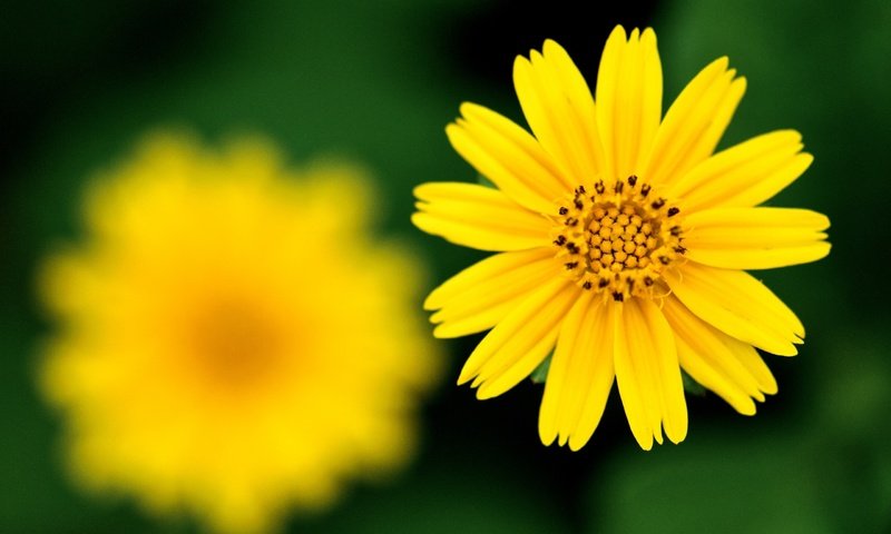 Обои желтый, фокус камеры, цветок, резкость, yellow, the focus of the camera, flower, sharpness разрешение 2560x1600 Загрузить