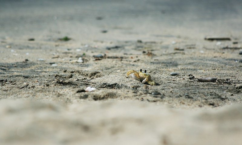 Обои животные, песок, пляж, краб, animals, sand, beach, crab разрешение 1920x1200 Загрузить