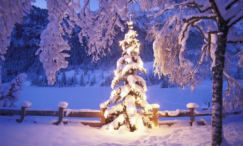 Обои огни, снег, елка, зима, lights, snow, tree, winter разрешение 1992x1333 Загрузить