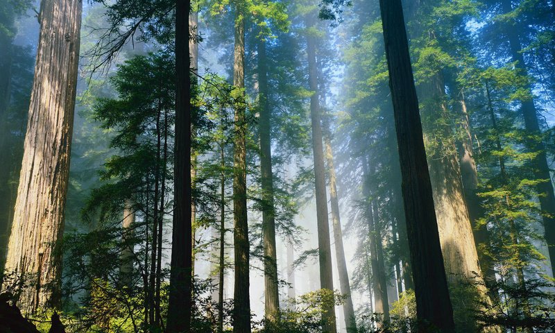 Обои деревья, лес, туман, стволы, trees, forest, fog, trunks разрешение 1920x1080 Загрузить