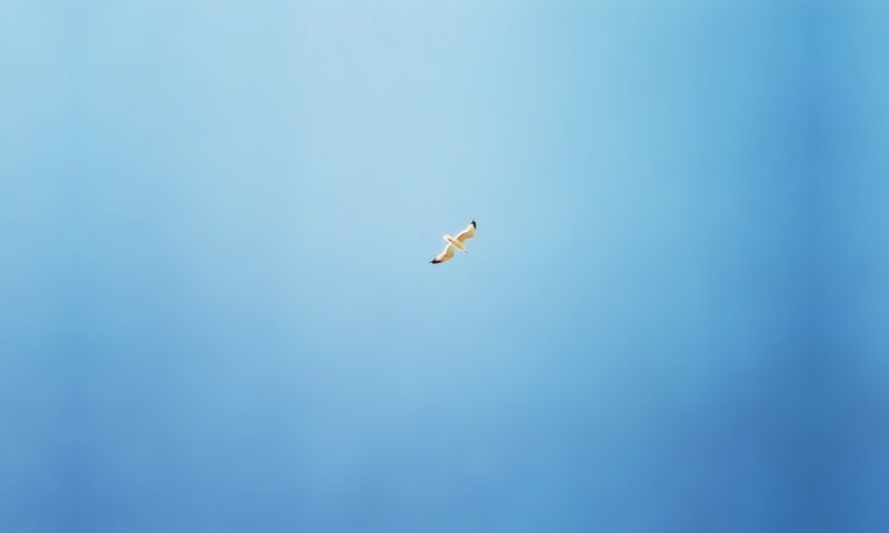 Обои синий, чайка, минимализм, птицы, blue, seagull, minimalism, birds разрешение 2560x1600 Загрузить