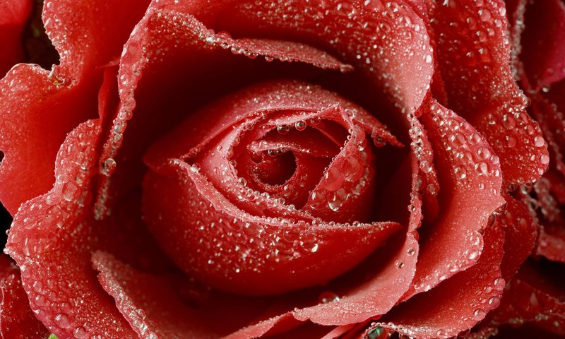 Обои цветок, роса, капли, роза, красный, бутон, flower, rosa, drops, rose, red, bud разрешение 1920x1200 Загрузить