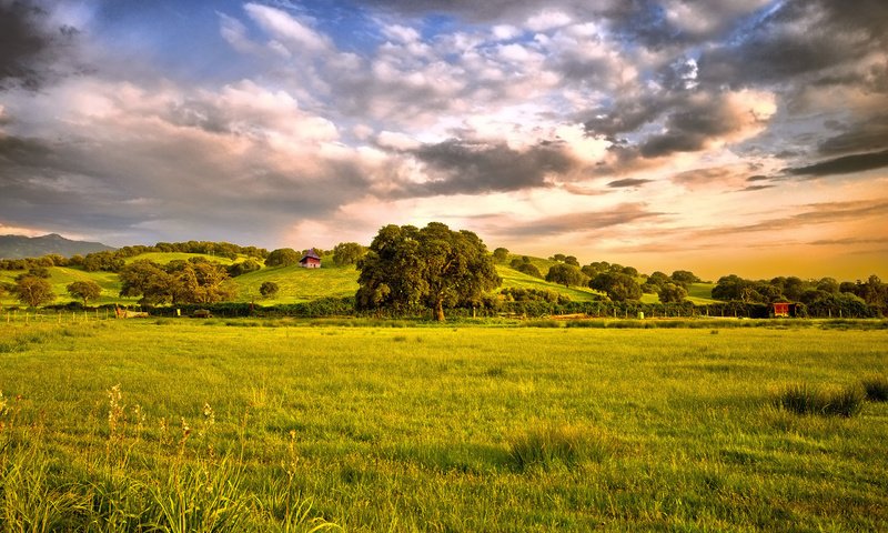 Обои небо, трава, дерево, тучи, поле, the sky, grass, tree, clouds, field разрешение 2560x1600 Загрузить