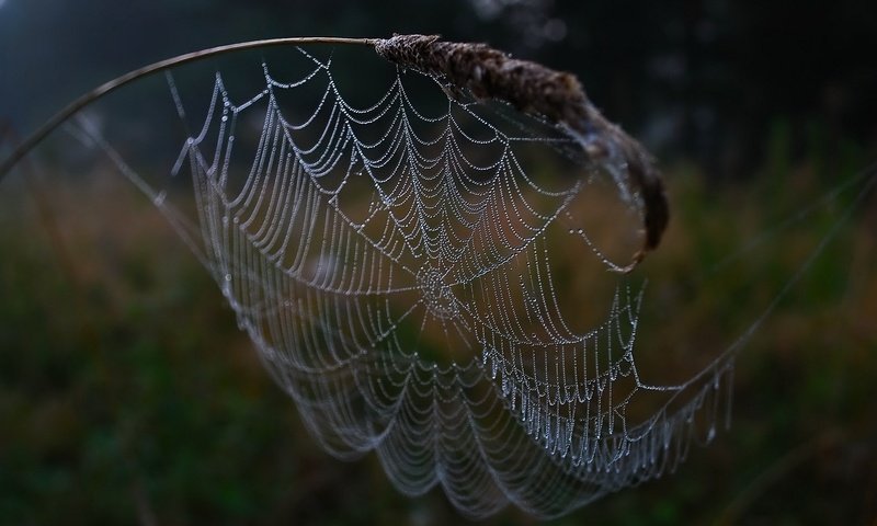 Обои капли, паутина, drops, web разрешение 1920x1200 Загрузить