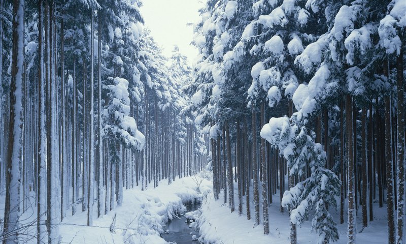 Обои деревья, снег, лес, зима, ручей, сосны, сугробы, хвойные, trees, snow, forest, winter, stream, pine, the snow, coniferous разрешение 1920x1200 Загрузить