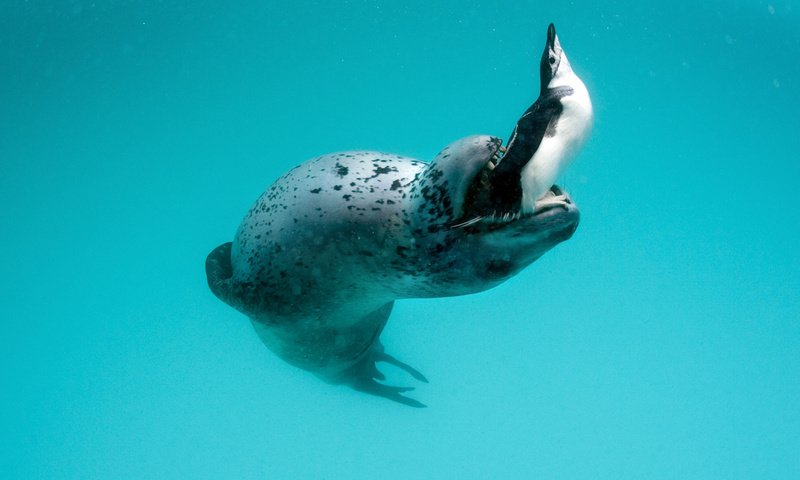 Обои пингвин, морской леопард, leopard seal, hydrurga leptonyx, antarctic peninsula, penguin, sea leopard разрешение 1920x1200 Загрузить