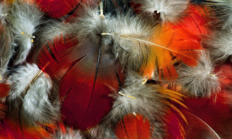 Обои цвет, перья, пух, перо, перышко, color, feathers, fluff, pen, a feather разрешение 1920x1200 Загрузить