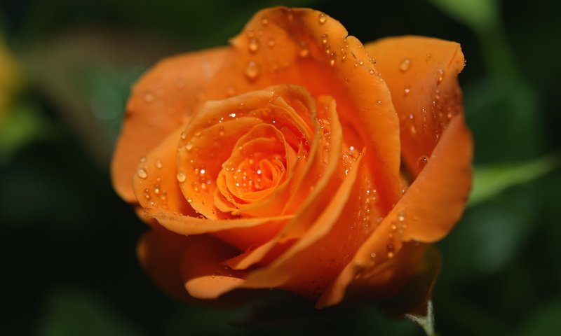 Обои роса, роза, оранжевая, яркая. капли, rosa, rose, orange, bright. drops разрешение 4512x3276 Загрузить