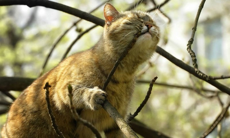 Обои ветка, дерево, кот, branch, tree, cat разрешение 1920x1440 Загрузить