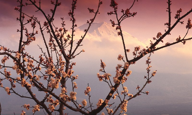 Обои гора, япония, весна, розовый, сакура, вершина, фудзияма, mountain, japan, spring, pink, sakura, top, fuji разрешение 1920x1200 Загрузить