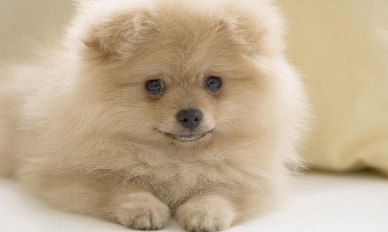 Обои белый, собака, взглеад, шпиц, померанский шпиц, white, dog, vzglead, spitz, pomeranian разрешение 1920x1200 Загрузить