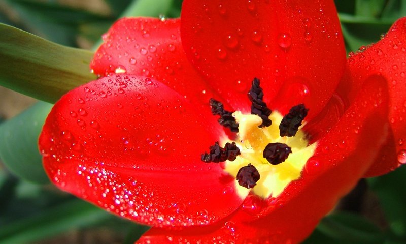 Обои красный, тюльпан, большой, red, tulip, large разрешение 2560x1600 Загрузить