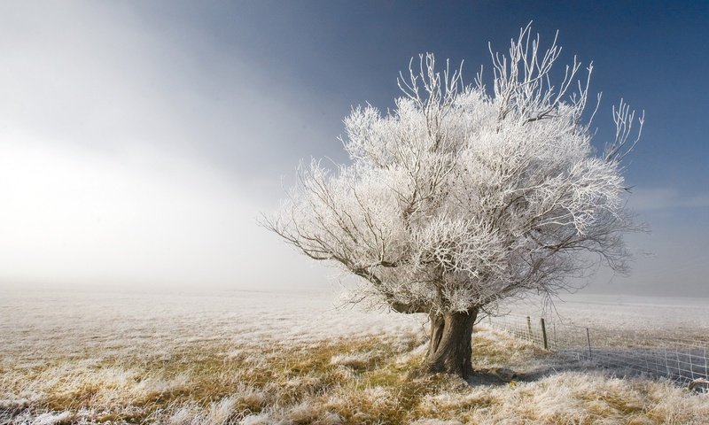 Обои небо, забор, снег, природа, дерево, зима, пейзаж, иней, осень, the sky, the fence, snow, nature, tree, winter, landscape, frost, autumn разрешение 1920x1200 Загрузить