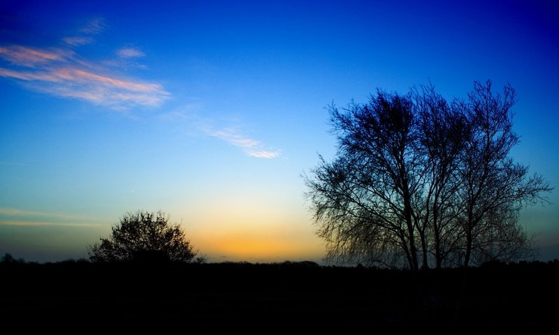 Обои дерево, куст, перистые облака, конец дня, tree, bush, cirrus clouds, the end of the day разрешение 1920x1200 Загрузить