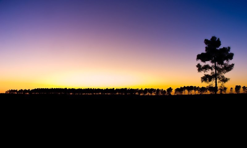 Обои небо, дерево, закат, the sky, tree, sunset разрешение 2560x1600 Загрузить