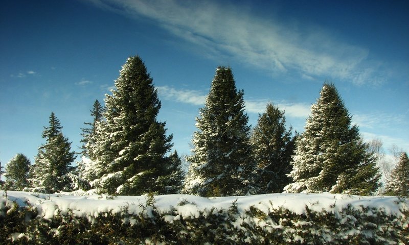 Обои небо, снег, елки, the sky, snow, tree разрешение 2560x1600 Загрузить