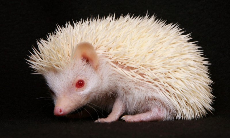 Обои еж, альбинос, erizo, h__risson, hedgehog, albino разрешение 2000x1250 Загрузить