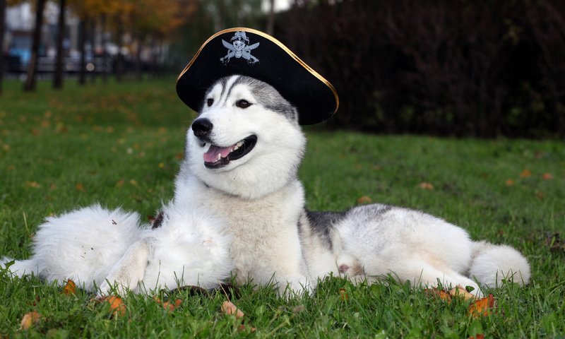 Обои обои, собака, шляпа, хаска, wallpaper, dog, hat, husky разрешение 2560x1600 Загрузить