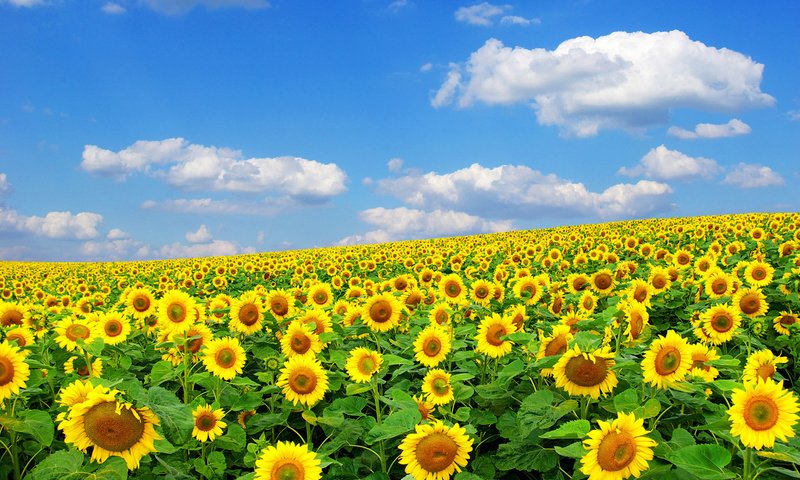 Обои солнце, природа, лето, подсолнух, the sun, nature, summer, sunflower разрешение 1920x1200 Загрузить