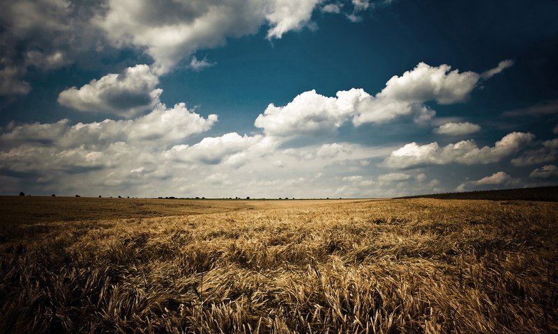 Обои небо, облака, природа, пейзаж, поле, лето, колосья, синее, the sky, clouds, nature, landscape, field, summer, ears, blue разрешение 1920x1200 Загрузить