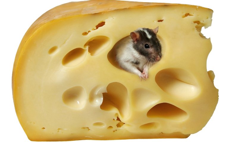 Обои сыр, белый фон, мышь, крыса, cheese, white background, mouse, rat разрешение 4760x3414 Загрузить