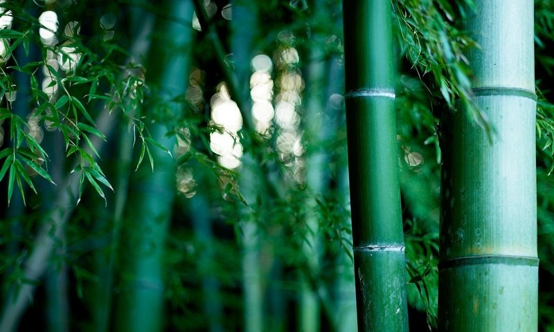 Обои природа, обои, бамбуковая роща, nature, wallpaper, bamboo grove разрешение 1920x1200 Загрузить