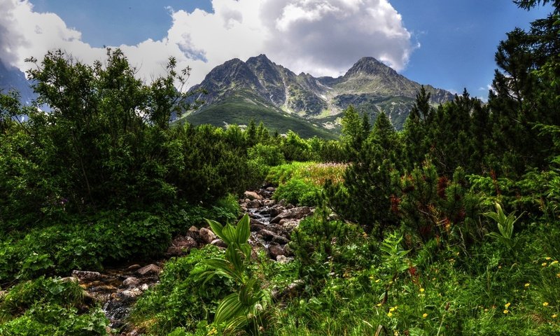 Обои горы, зелень, hdr, mountains, greens разрешение 2560x1600 Загрузить