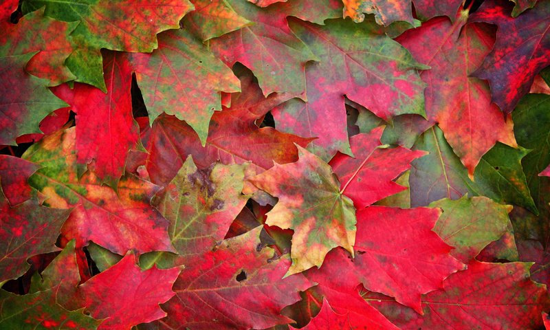 Обои листья, макро, фото, осень, осенние обои, leaves, macro, photo, autumn, autumn wallpaper разрешение 2560x1515 Загрузить