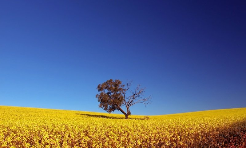 Обои небо, дерево, поле, the sky, tree, field разрешение 1920x1200 Загрузить