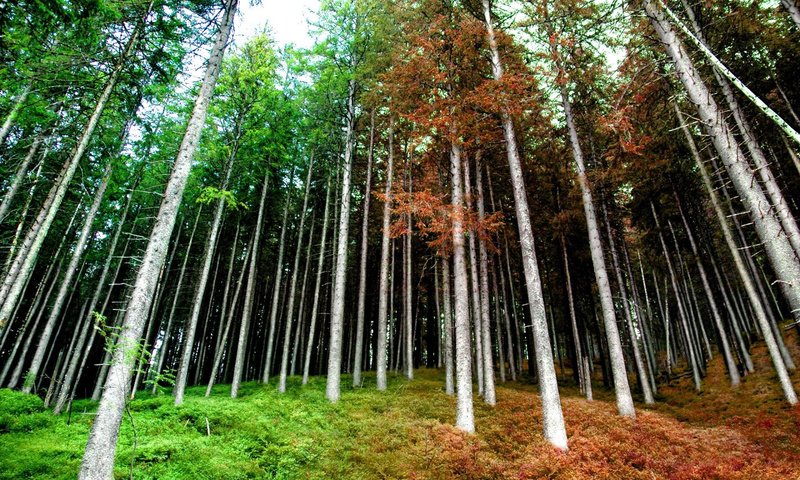 Обои лес, осень, весна, forest, autumn, spring разрешение 1920x1200 Загрузить