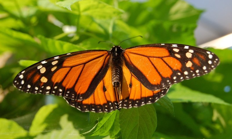 Обои насекомое, листва, лето, бабочка, крылья, мотылек, insect, foliage, summer, butterfly, wings, moth разрешение 1920x1200 Загрузить