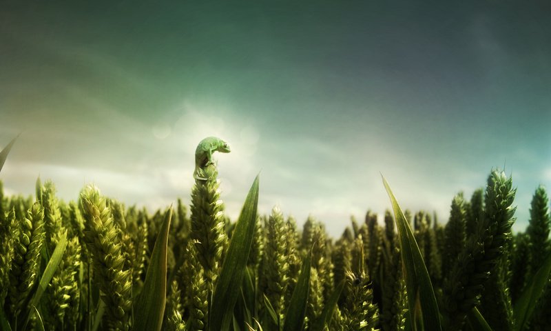 Обои зелёный, поле, ящерица, пшеница, green, field, lizard, wheat разрешение 2560x1600 Загрузить