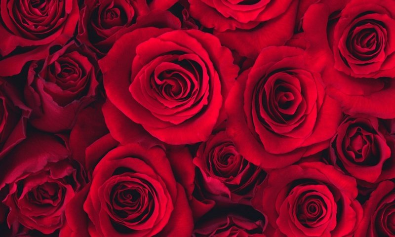 Обои розы, бутон, roses, bud разрешение 2560x1600 Загрузить