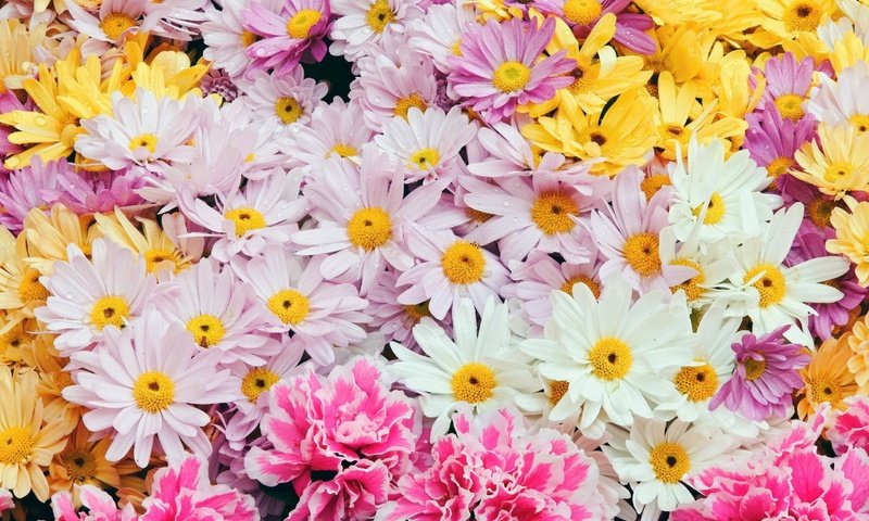 Обои цветы, весна, ромашки, flowers, spring, chamomile разрешение 2560x1600 Загрузить