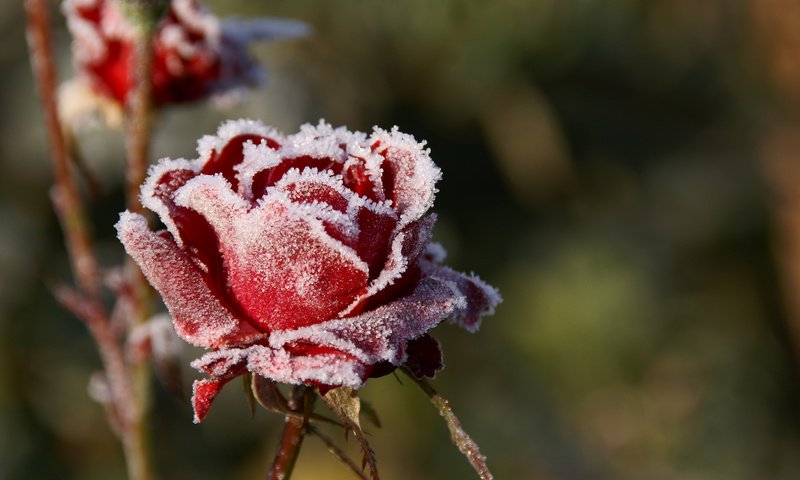 Обои цветы, макро, розы, иней, лепестки, красные, размытость, холод, flowers, macro, roses, frost, petals, red, blur, cold разрешение 3000x2000 Загрузить