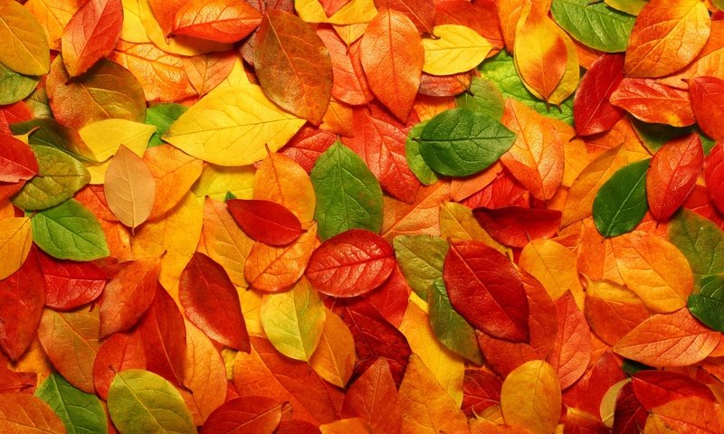 Обои листва, осень, foliage, autumn разрешение 1920x1200 Загрузить