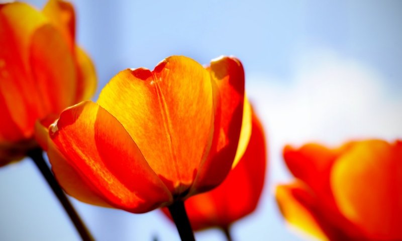 Обои красный, тюльпаны, red, tulips разрешение 1920x1200 Загрузить