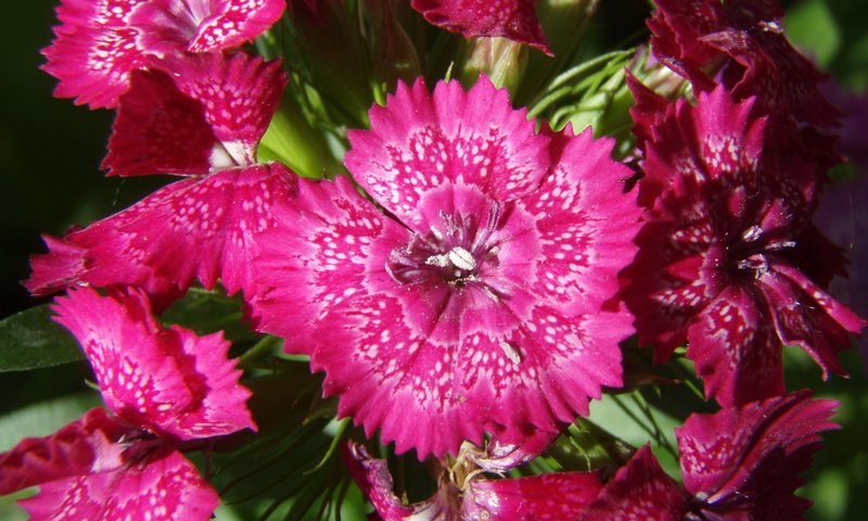 Обои цветок, лето, красный, гвоздика, гвоздики, flower, summer, red, carnation, clove разрешение 1920x1080 Загрузить