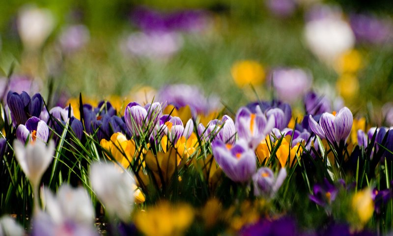 Обои цветы, поляна, весна, желтые, фиолетовые, крокусы, flowers, glade, spring, yellow, purple, crocuses разрешение 3648x2736 Загрузить