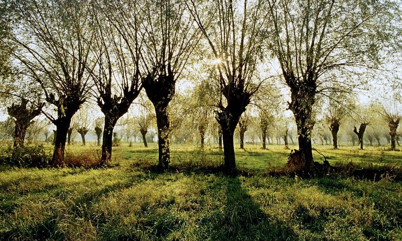 Обои трава, деревья, лучи, тень, польша, grass, trees, rays, shadow, poland разрешение 1920x1200 Загрузить