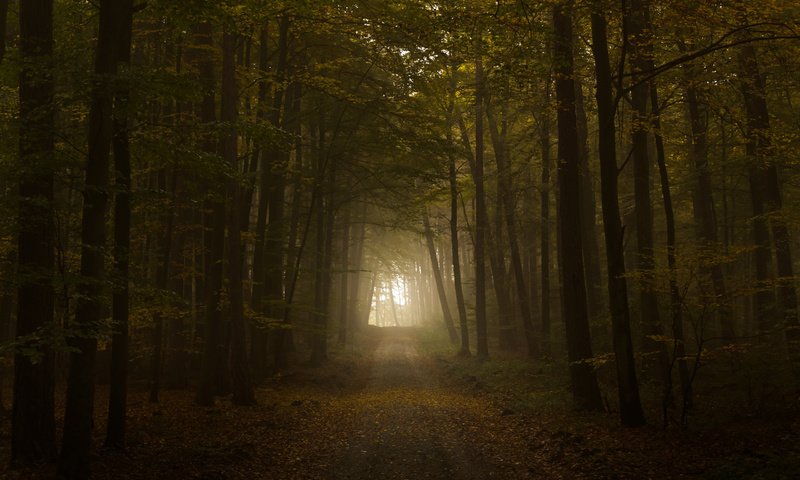 Обои свет, дорога, листва, осень, тунель, the road, light, road, foliage, autumn, tunnel разрешение 2560x1600 Загрузить