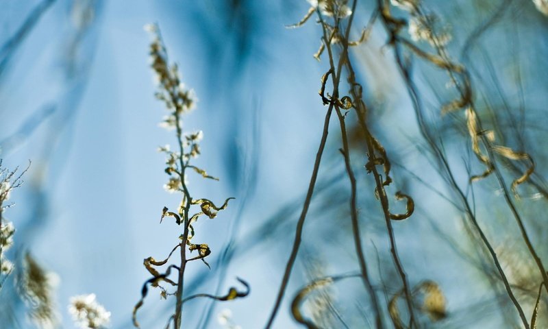 Обои трава, листья, стебель, grass, leaves, stem разрешение 2560x1861 Загрузить