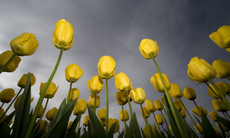 Обои небо, желтый, зелёный, роса, тюльпаны, the sky, yellow, green, rosa, tulips разрешение 1920x1200 Загрузить