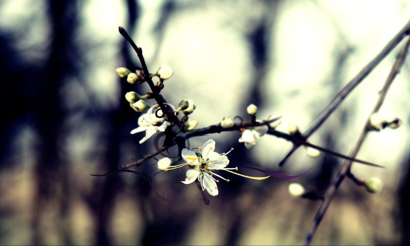 Обои цветение, линии, лес, вишня, ветвь, flowering, line, forest, cherry, branch разрешение 2560x1600 Загрузить