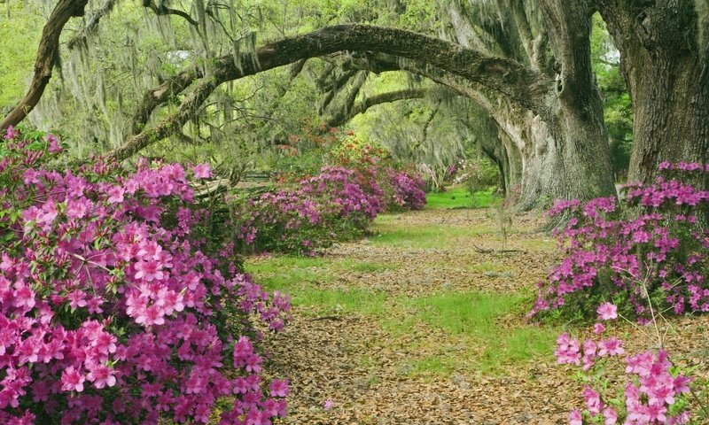 Обои деревья, аллея, азалии, южная каролина, trees, alley, azaleas, south carolina разрешение 2000x1333 Загрузить